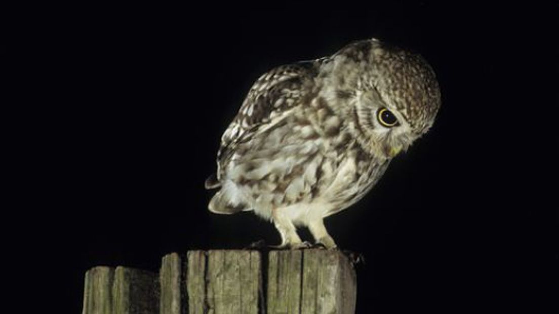 Beschermde dieren op bouwplek