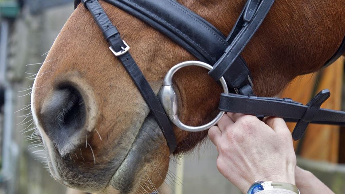 Paard mishandeld in weiland bij Schimmert