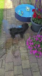 Puppy zoekt verkoeling