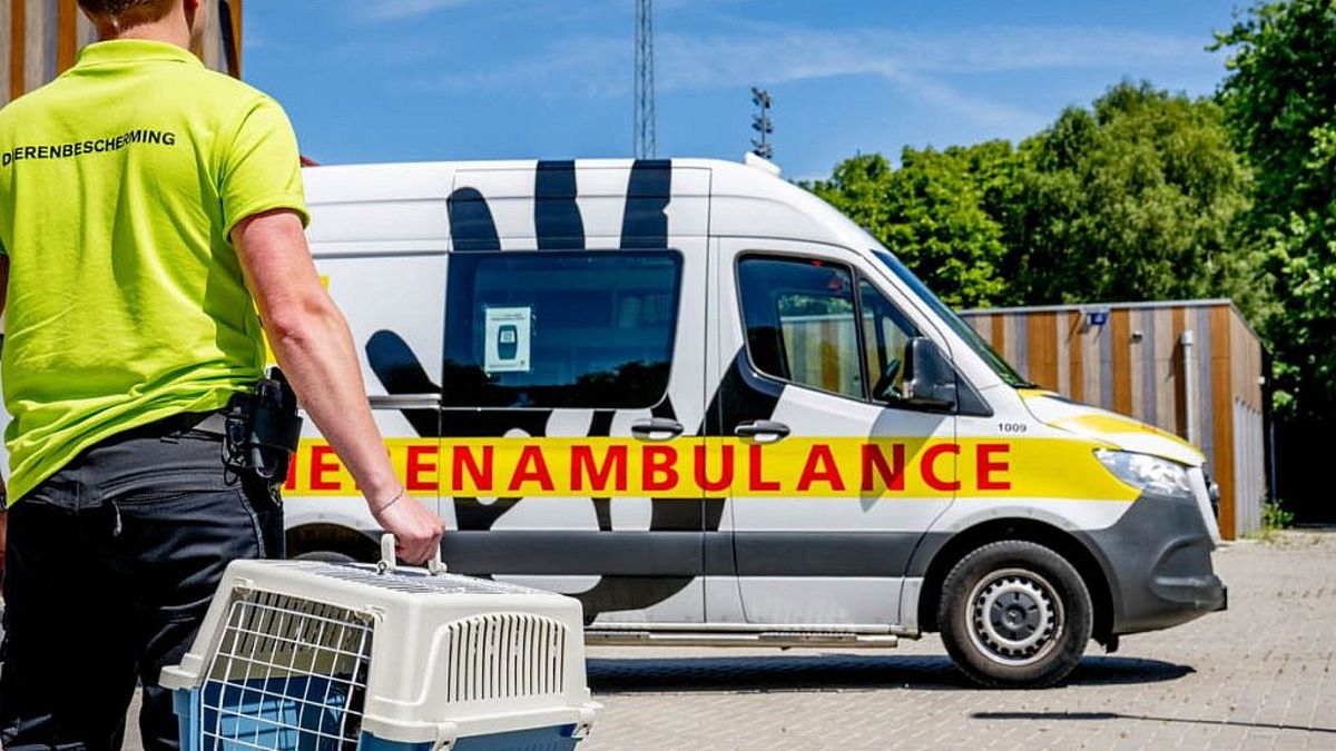 Problemen voor dierenambulance na afsluiting brug: 'Twee uur rijden naar melding'