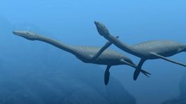 200 miljoen jaar oud reptiel ontdekt: 'Denk aan het monster van Loch Ness'