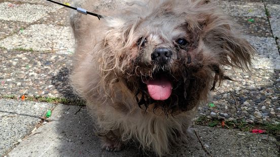 Ernstig verwaarloosde hond uit woning gehaald: gebroken kaak, open wonden en verrot gebit Nieuws