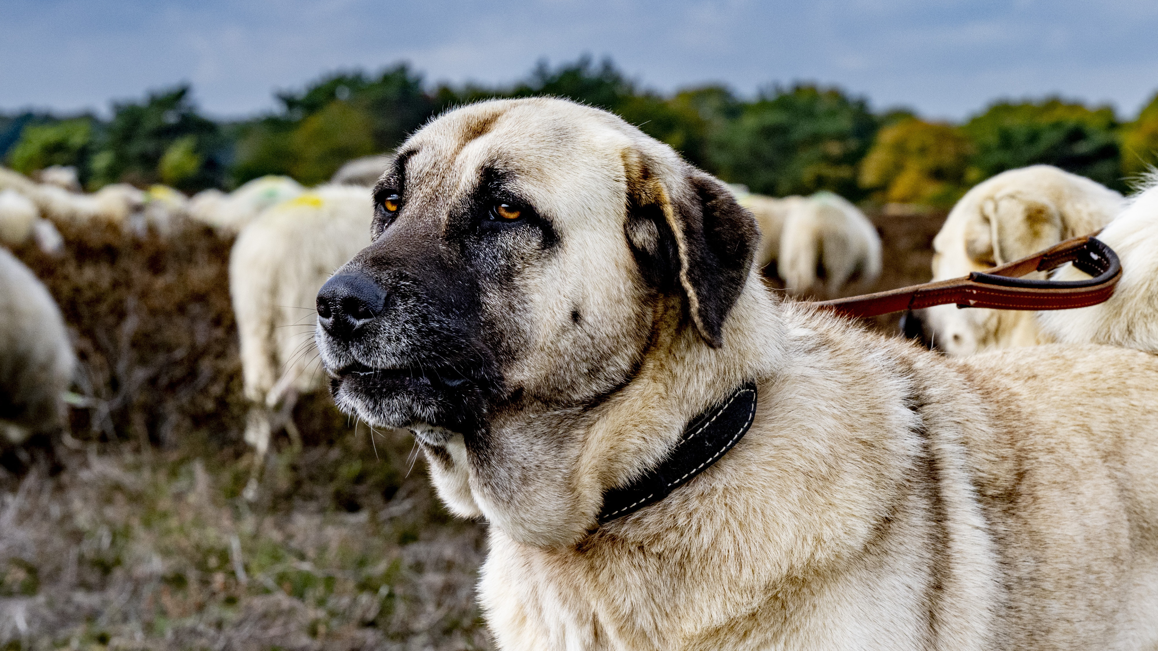 Honden die tegen wolven beschermen: Fryslân deed het 1200 jaar geleden al