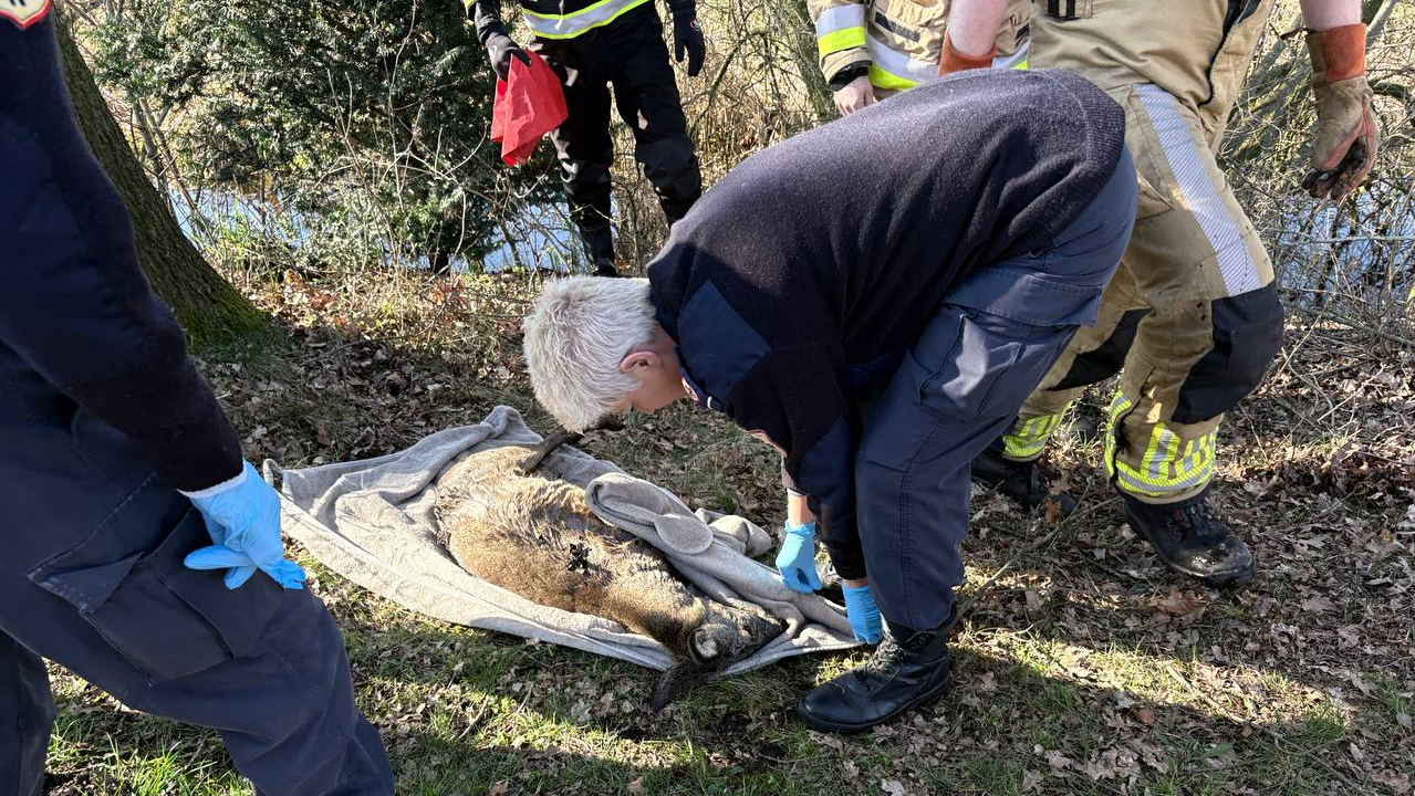 Ree overlijdt na aanrijding met auto in De Krim.