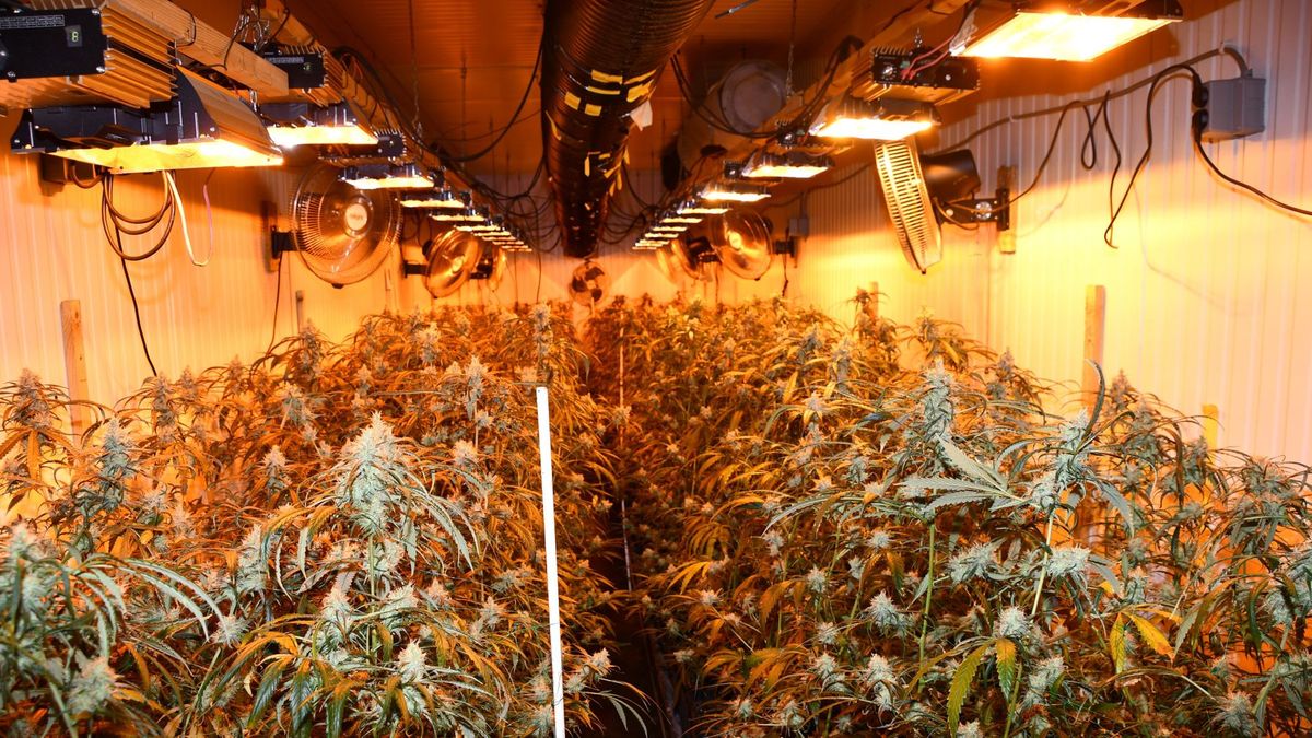 Hennepkwekerij in Hoofdplaat ontdekt: 750 planten geruimd