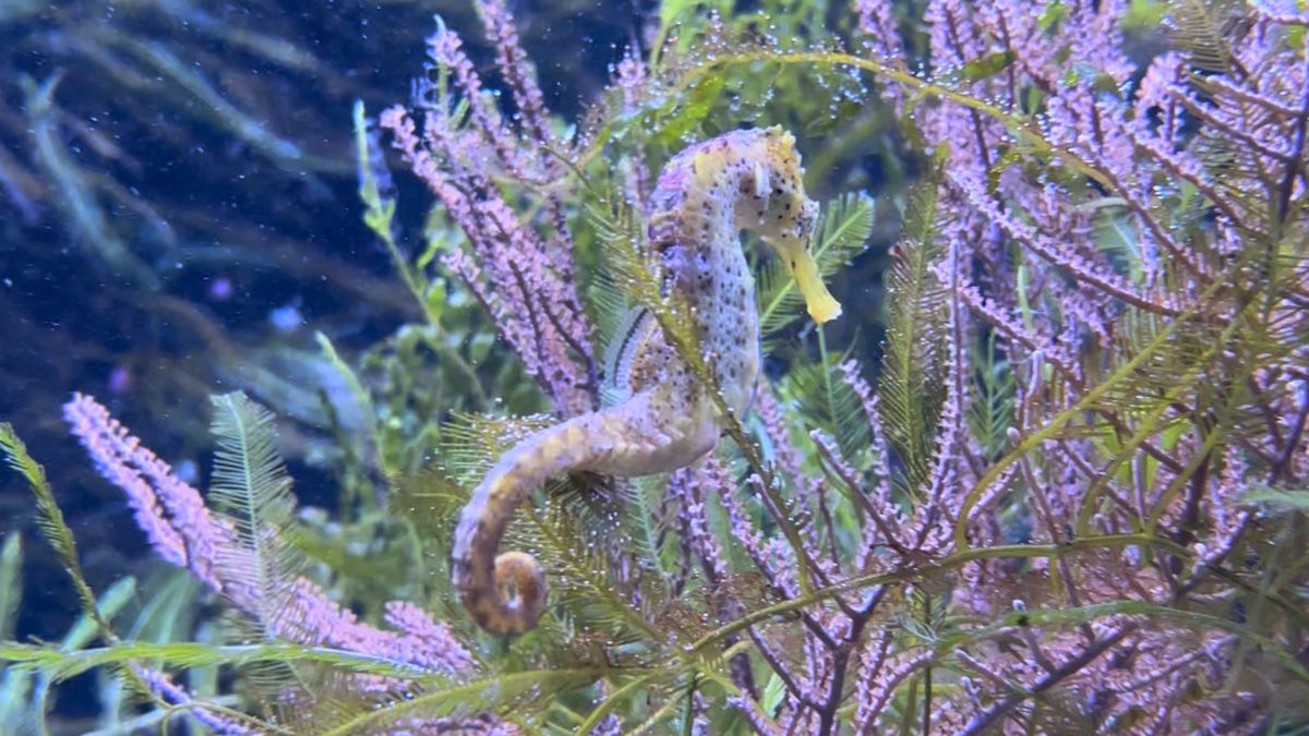 Opgegeten of in het filtersysteem beland: 90 baby-zeepaardjes dood in Rhenen