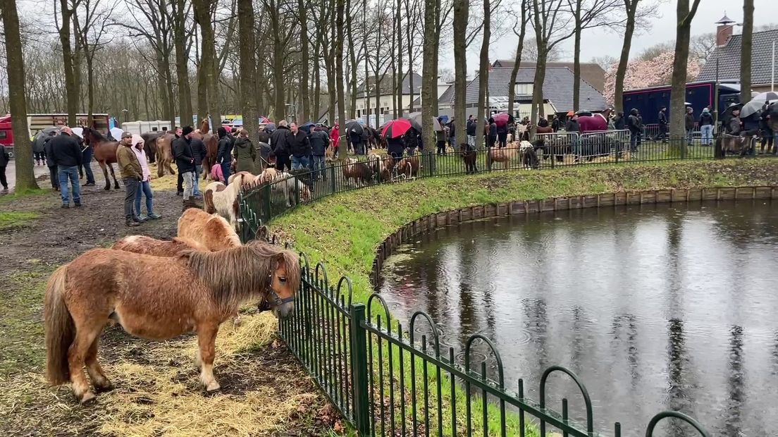 Een paar pony's in Zuidlaren