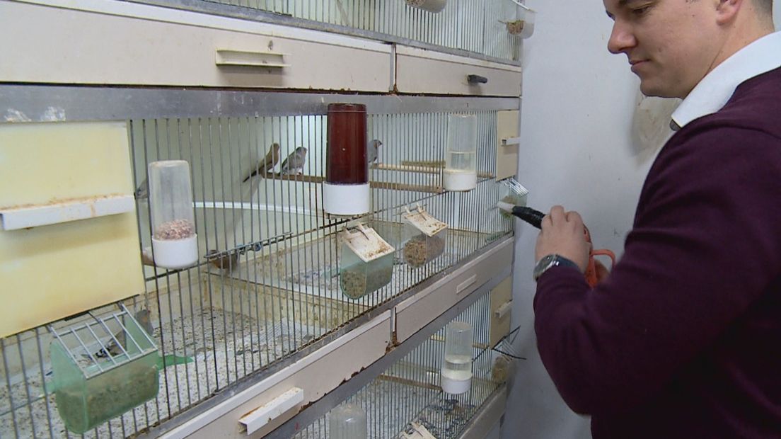 Waarom de makelaar bij zijn vogeltjes muisstil is