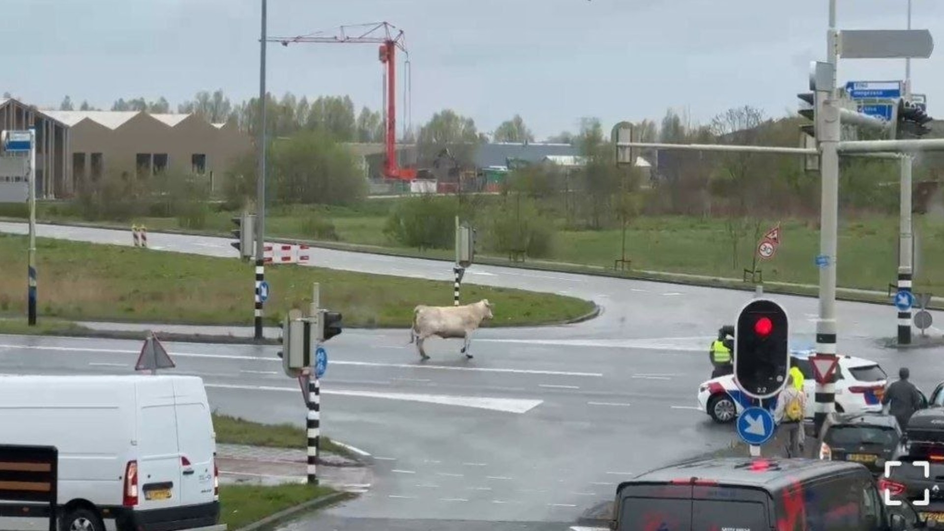 112-nieuws: Politie schiet loslopende koe langs ringweg dood