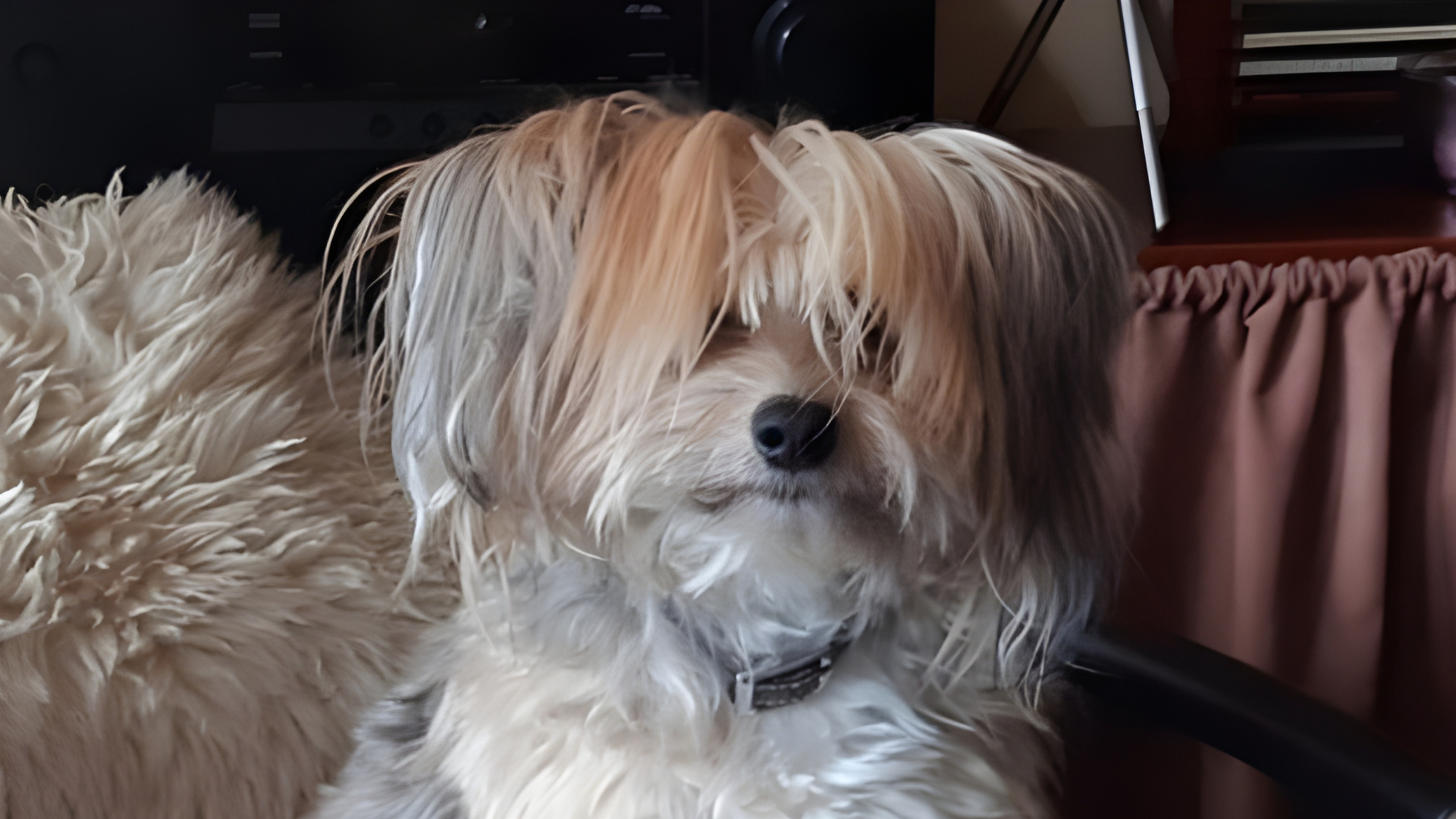 Ook de vijftienjarige Spikey kijkt uit naar Dierendag