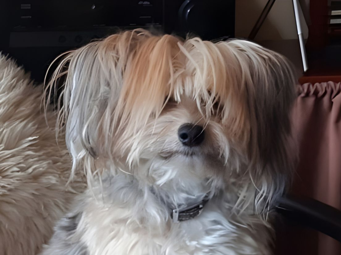 Ook de vijftienjarige Spikey kijkt uit naar Dierendag