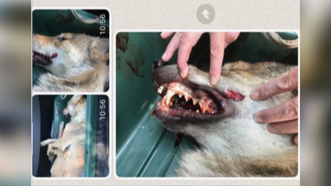 Close up beelden van de schotwond bij de wolf.