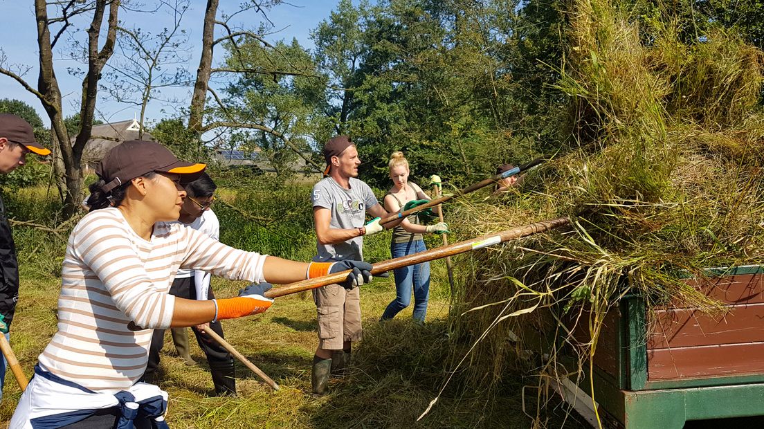 Vrijwilligers helpen met hooien (Rechten: archief RTV Drenthe)