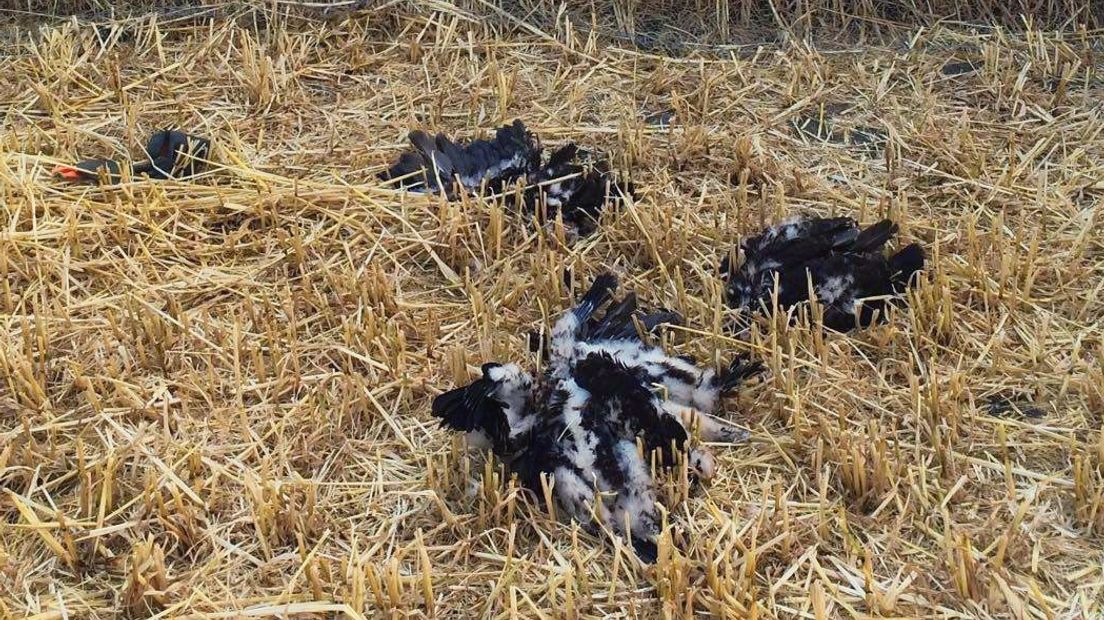 Jonge roofvogel overleefde aanval van kiekendievendoder