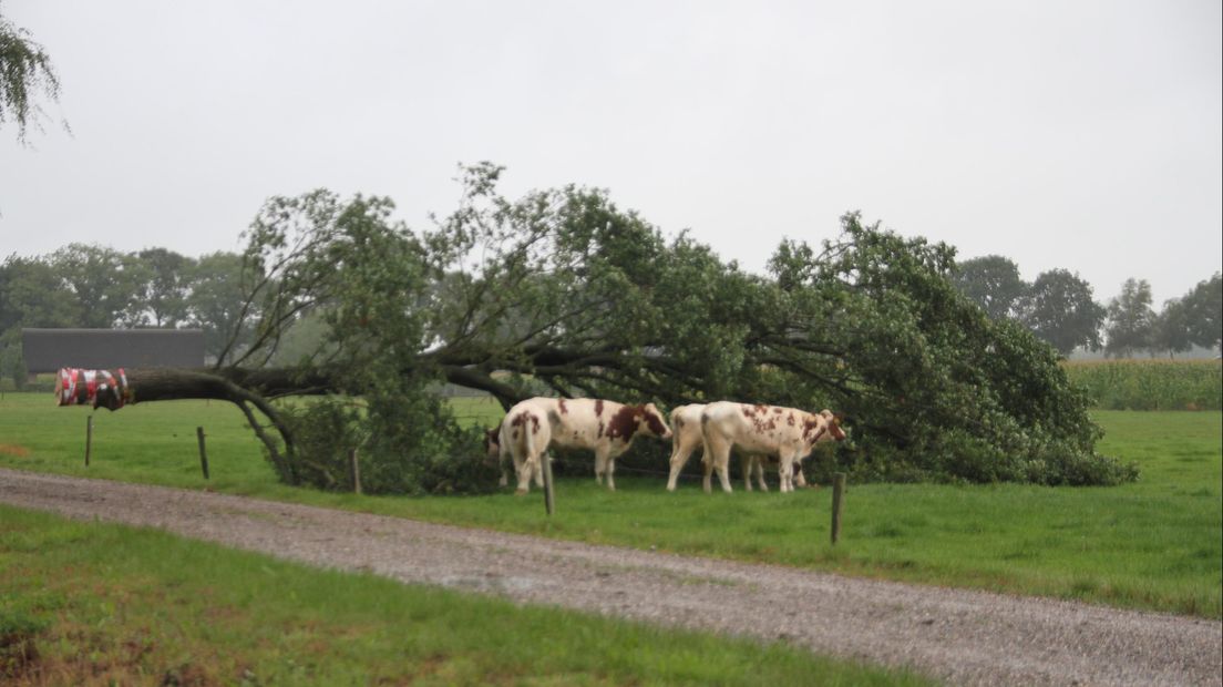 Voor de koeien in Heeten is de omgevallen boom een bonusmaaltijd
