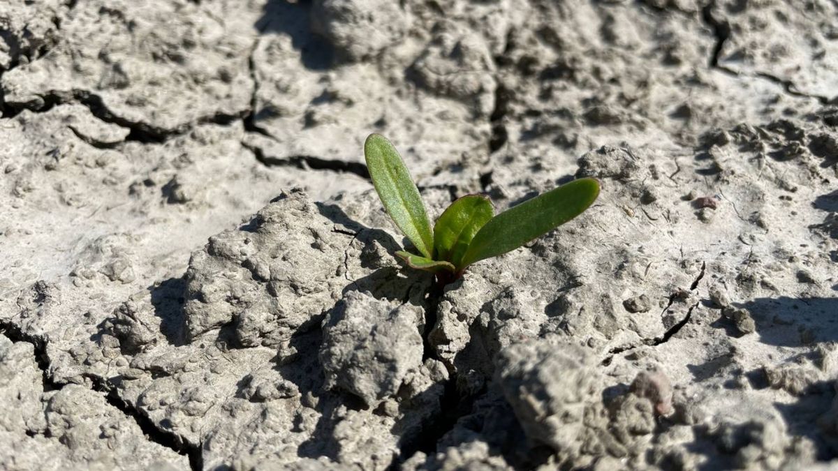 Bietenboeren kunnen opnieuw beginnen na grillige maand: 'Normaal 80.000 bietenplanten, nu 20.000'