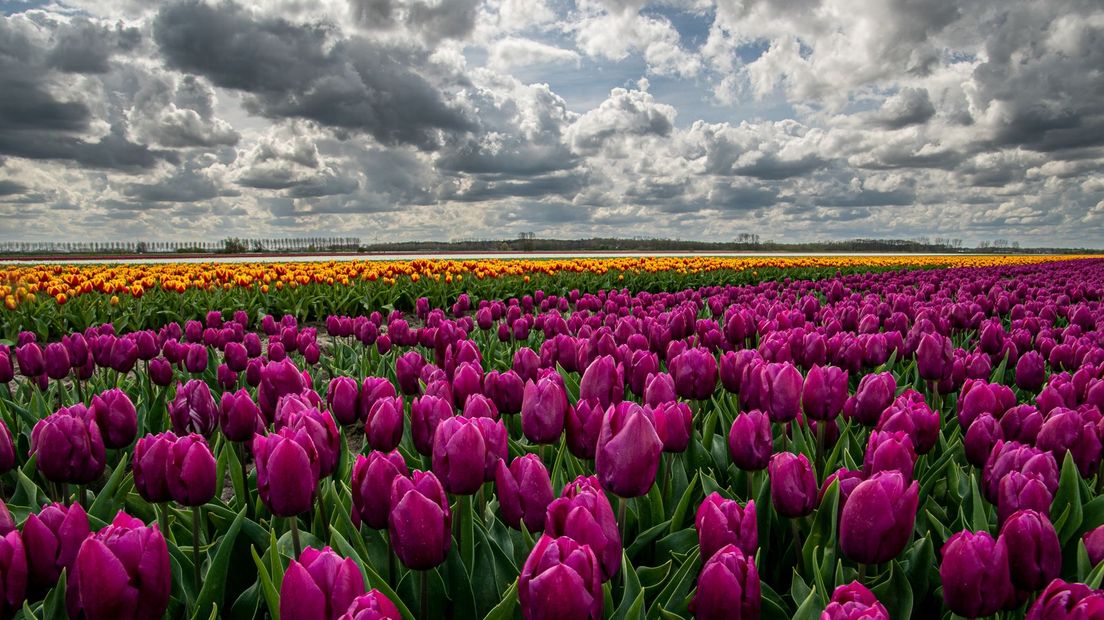 Tulpenveld in Clinge