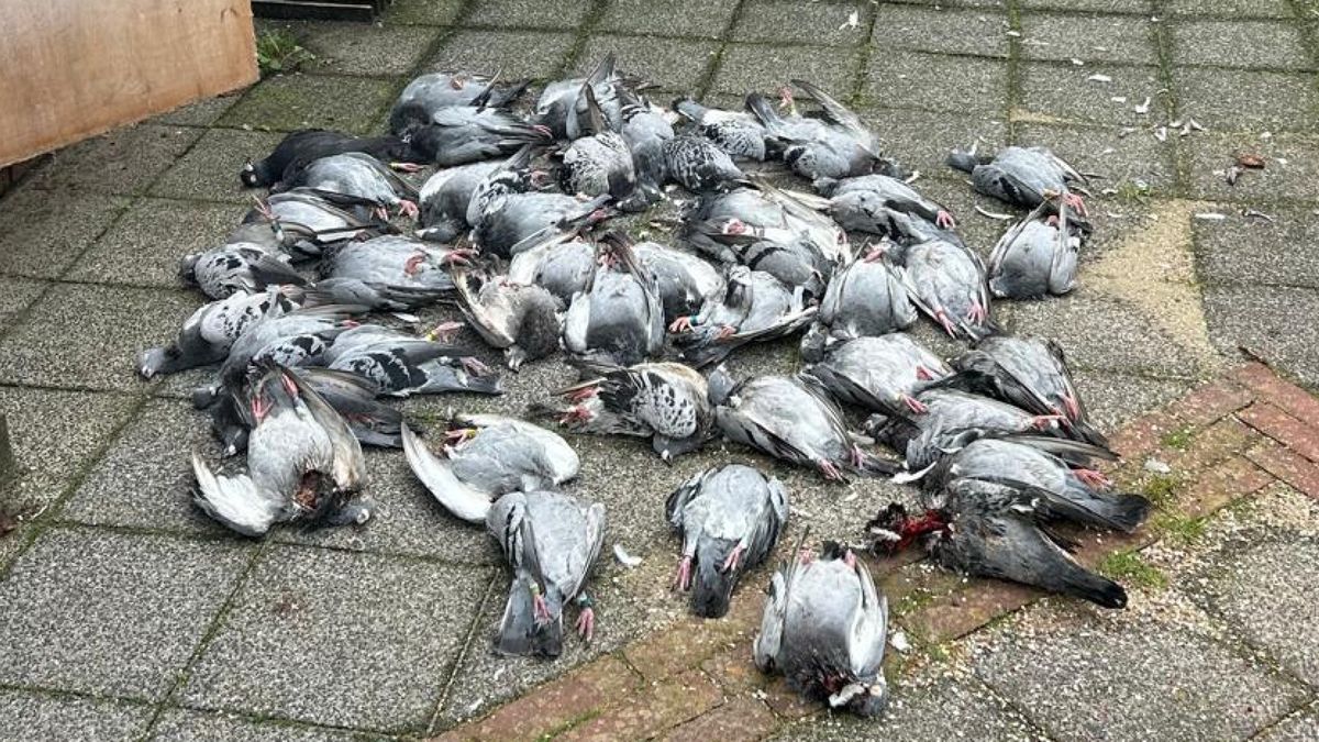 51 duiven in hok verslonden: 'Nek en kop afgebeten, een bloedbad'