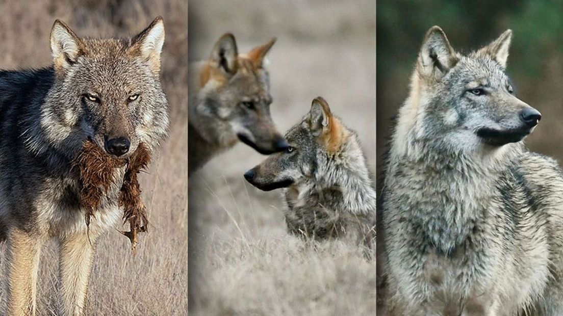 Wolven op de Veluwe