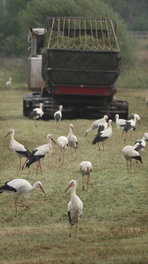 Ooievaars terug op het nest