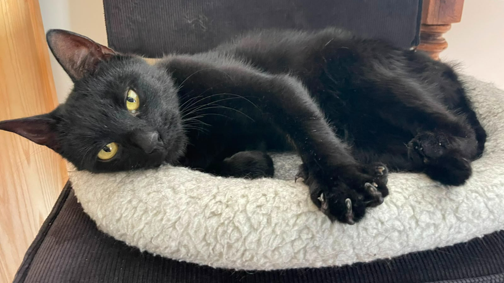 Kater Pierre na 2 jaar vermissing vlakbij huis teruggevonden: 'Ik had een onderbuikgevoel'