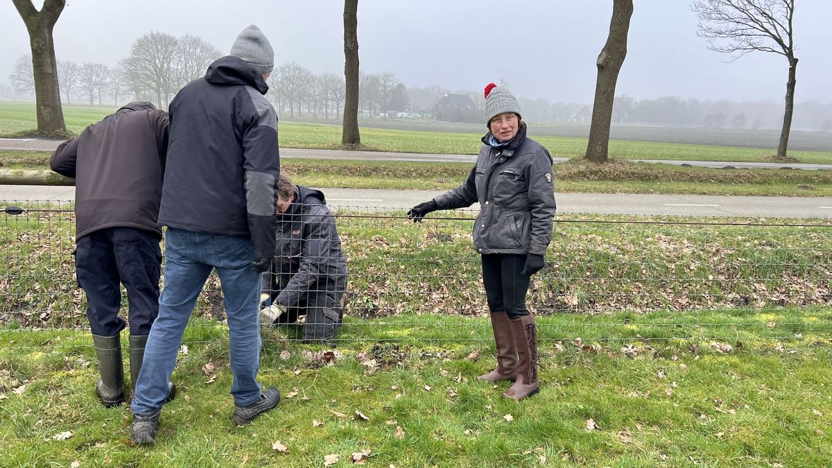 Paardenhouder laat wolfwerend raster plaatsen: 'Het houdt mij ook binnen'