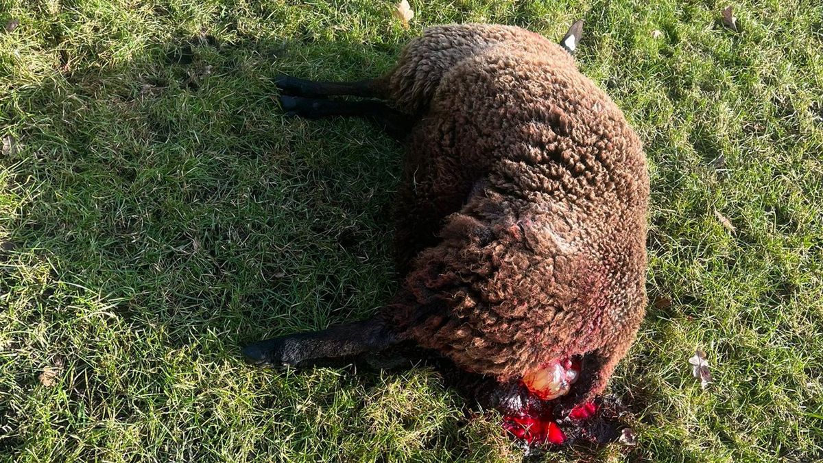 Wolf glipte mogelijk langs goed geplaatste afrastering in Vledder