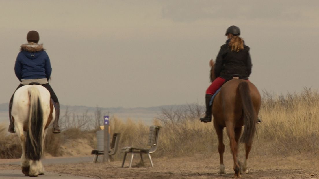 SP Sluis wil paardenbelasting invoeren, maar kan dat?