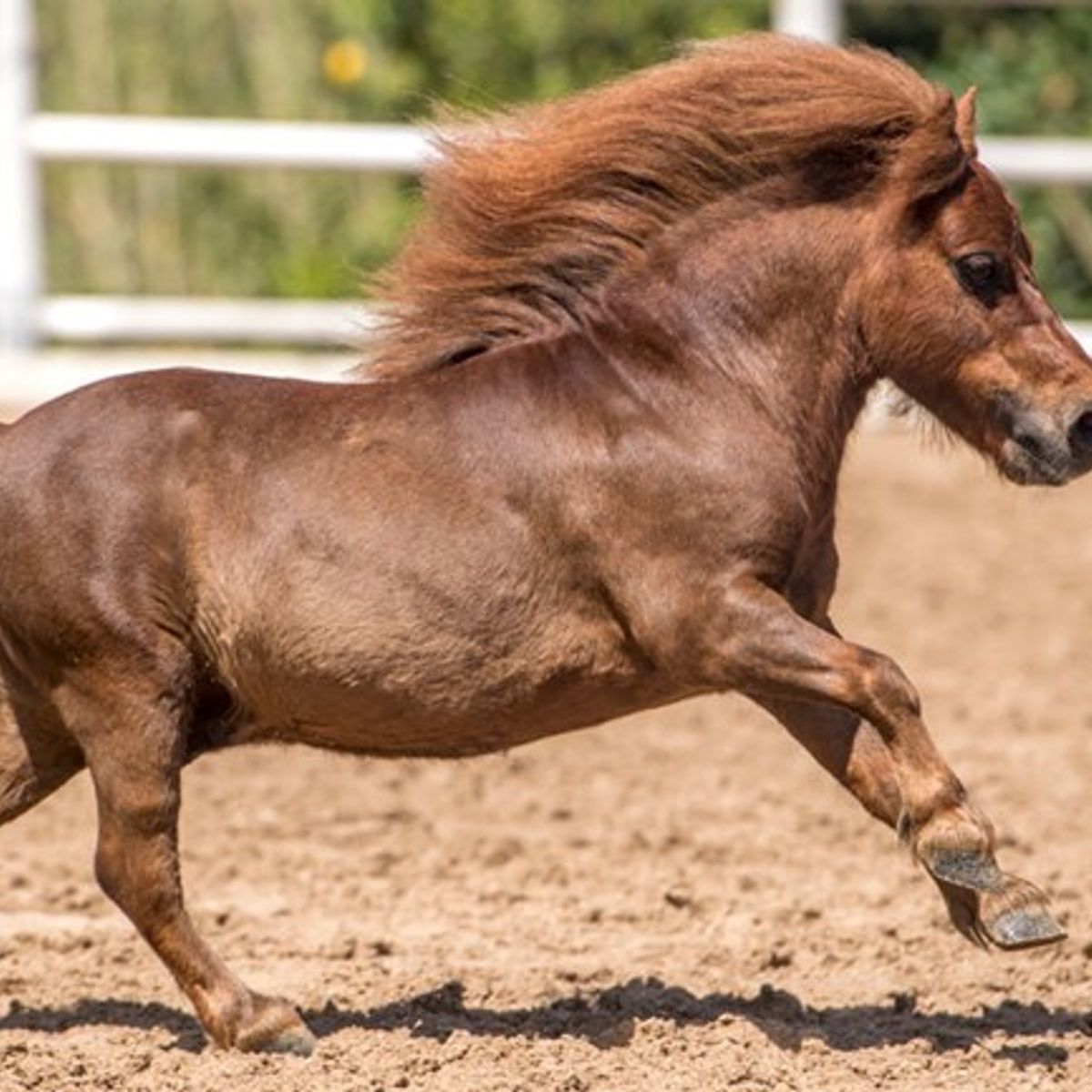 Kleinste paard ter wereld in Ahoy voor show - Rijnmond