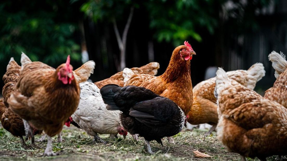 Dierentuinen, kinderboerderijen en eigenaren van hobbyvogels en kippen moeten hun pluimvee afschermen.