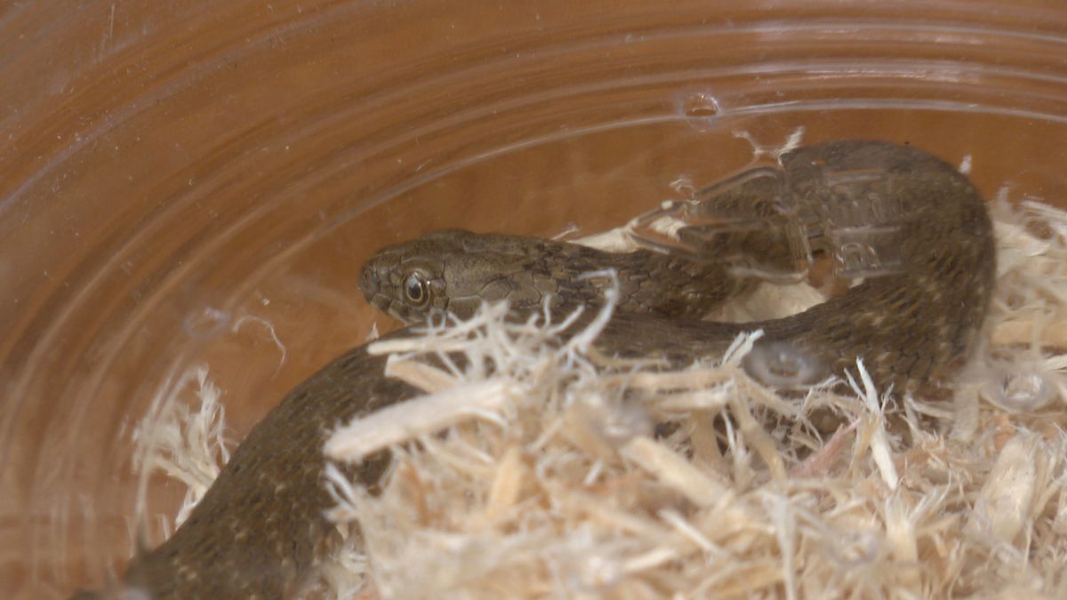 Showroom-slangetje na Turks liftavontuur opgevangen bij Iguana: 'Het gaat goed met hem'