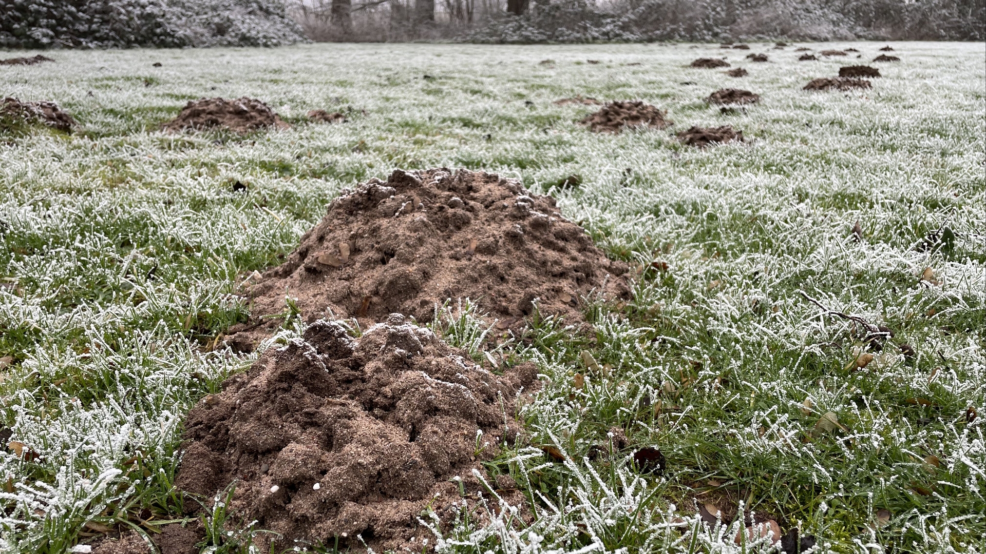 Mollentelling dit weekend: hoe tel je een dier dat onder de grond leeft