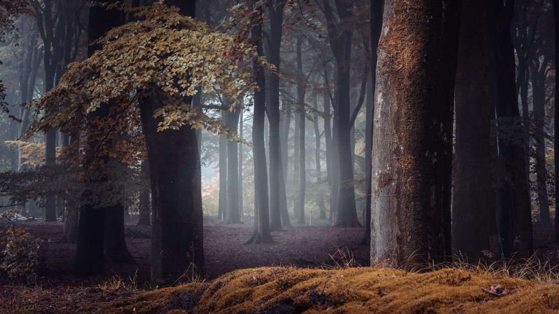Mysterieus bos.