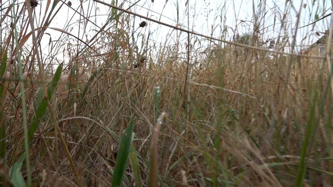 De onderste laag van hoge grassen is nog steeds groen