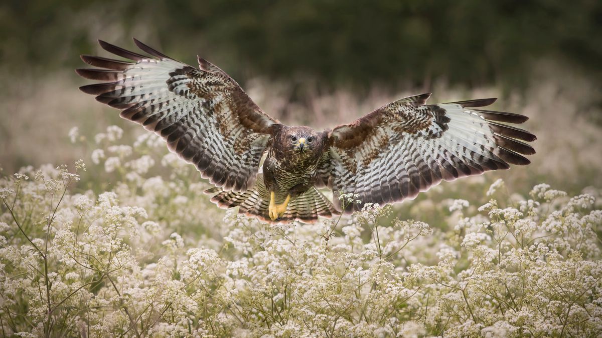 Broedende buizerd belaagt hardlopers Einighausen