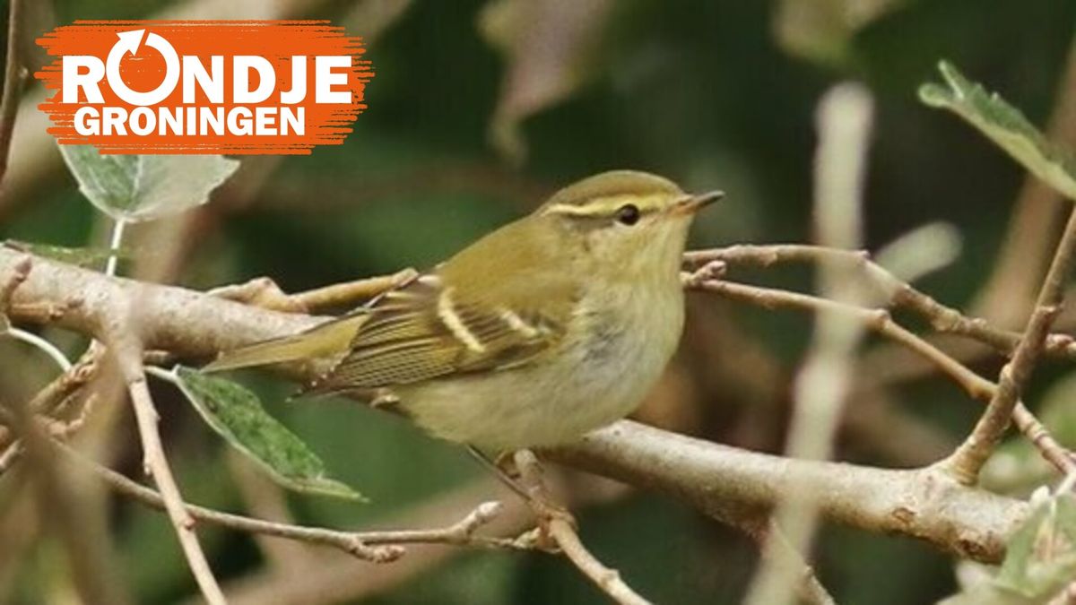 Wat Voor Dag Is Het Vandaag