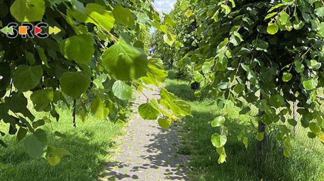 Dorpsbelangen West Betuwe wil beter groenonderhoud in de dorpskernen