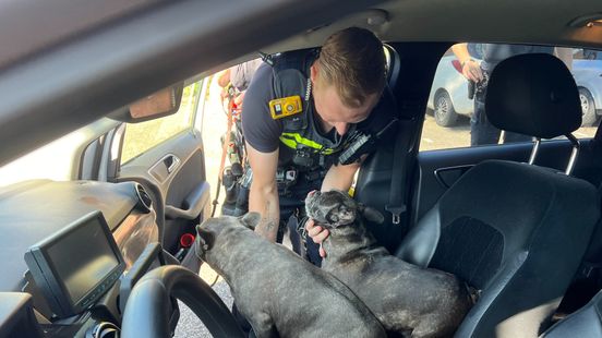 112 nieuws: Twee honden gered bij woningbrand in Olst | Fietsers gewond na ongeval. 112 nieuws: Twee honden gered bij woningbrand in Olst | Fietsers gewond na ongeval.