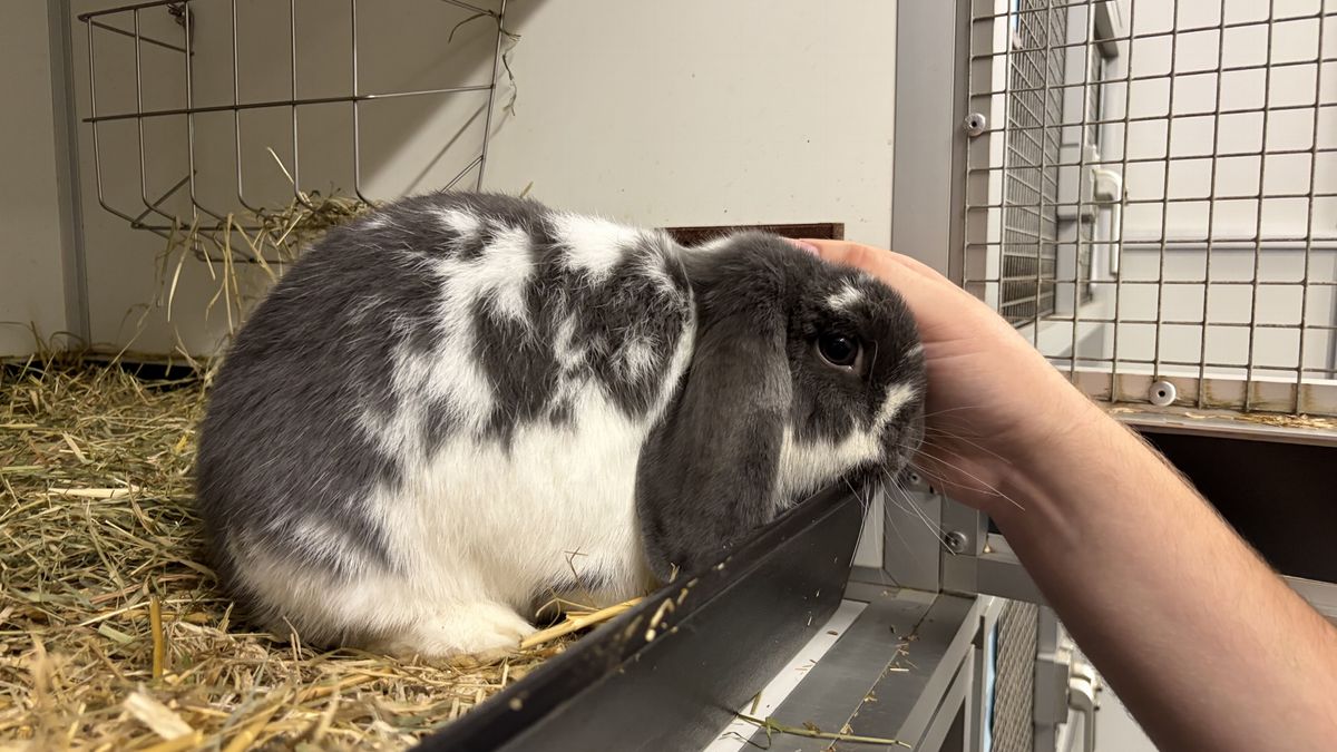 Wie heeft er ruimte voor 80 konijnen? De huur van de opvang in De Blesse is opgezegd