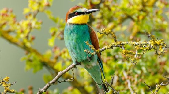 Deze zeldzame tropische vogel is nu te zien: "Wat een vliegkunstenaar"