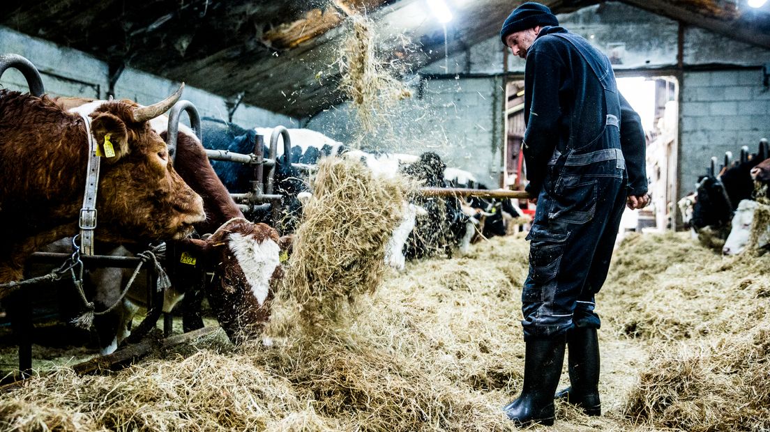 Een boer met hooi in de weer in zijn stal.