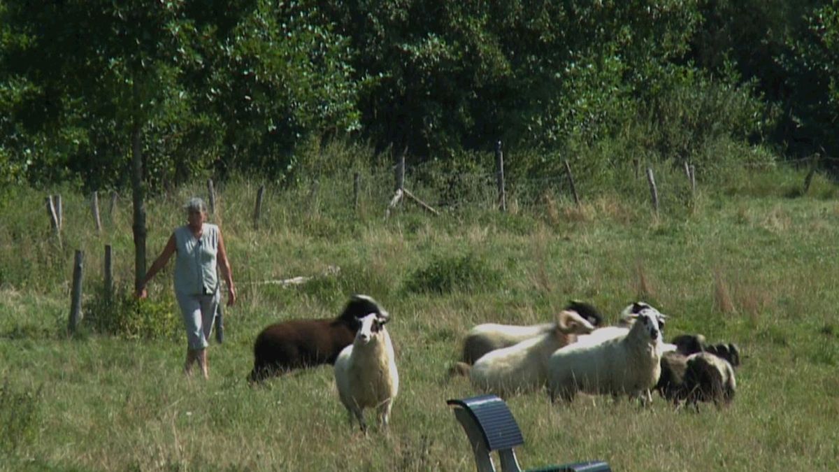 Herderin schaapskudde Hengelo is het zat