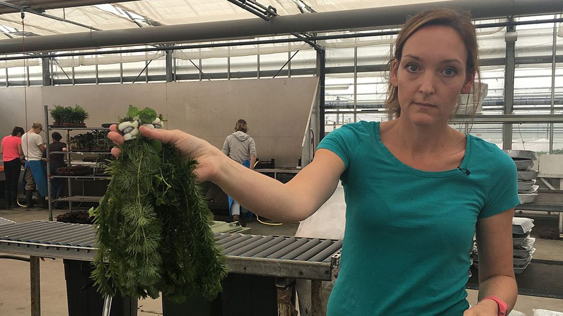 Bij kweker De Vreede in Pijnacker moeten ze de waterhyacint vernietigen