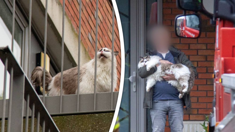 Doodsbange kat in het nauw maakt rare sprongen op balkons - Rijnmond