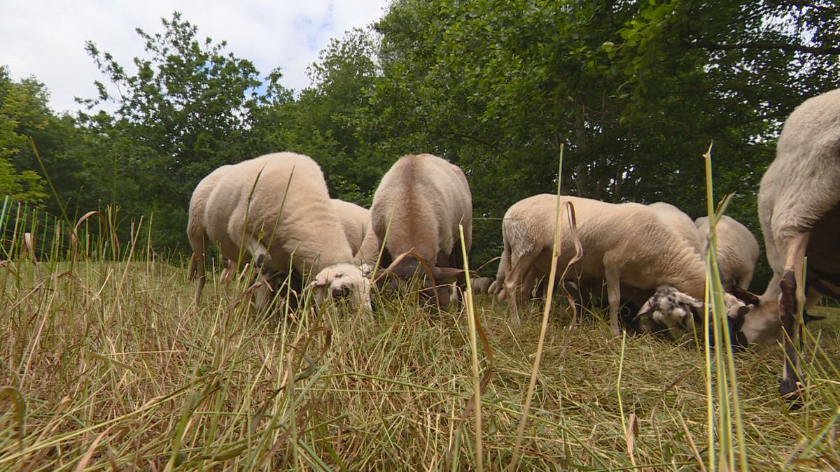 Nieuwe Snapchat-hype: schapen opjagen in Heerenveen: 