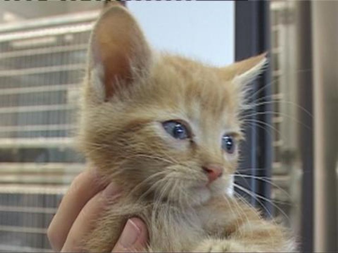 nzwerfkatten28_06.transfer.cropresize.tmp.jpg