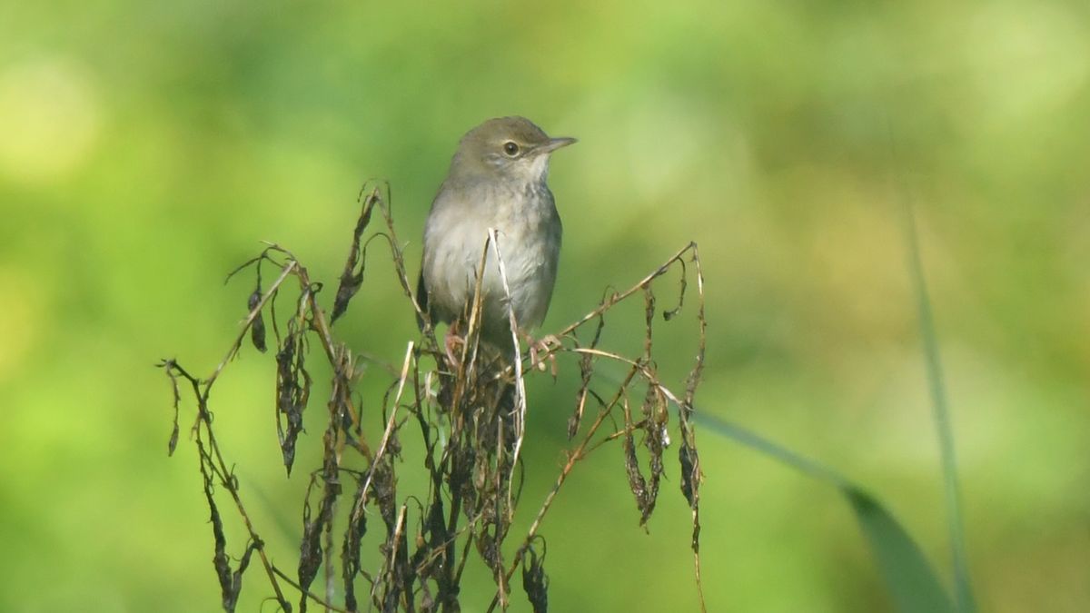 Opletten, want de KBV'tjes komen