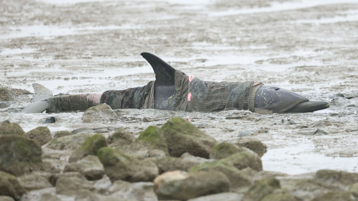 Bij Wierum aangespoelde dolfijn Djay-Lynn is nacht goed doorgekomen | Twee drugswoningen in Leeuward