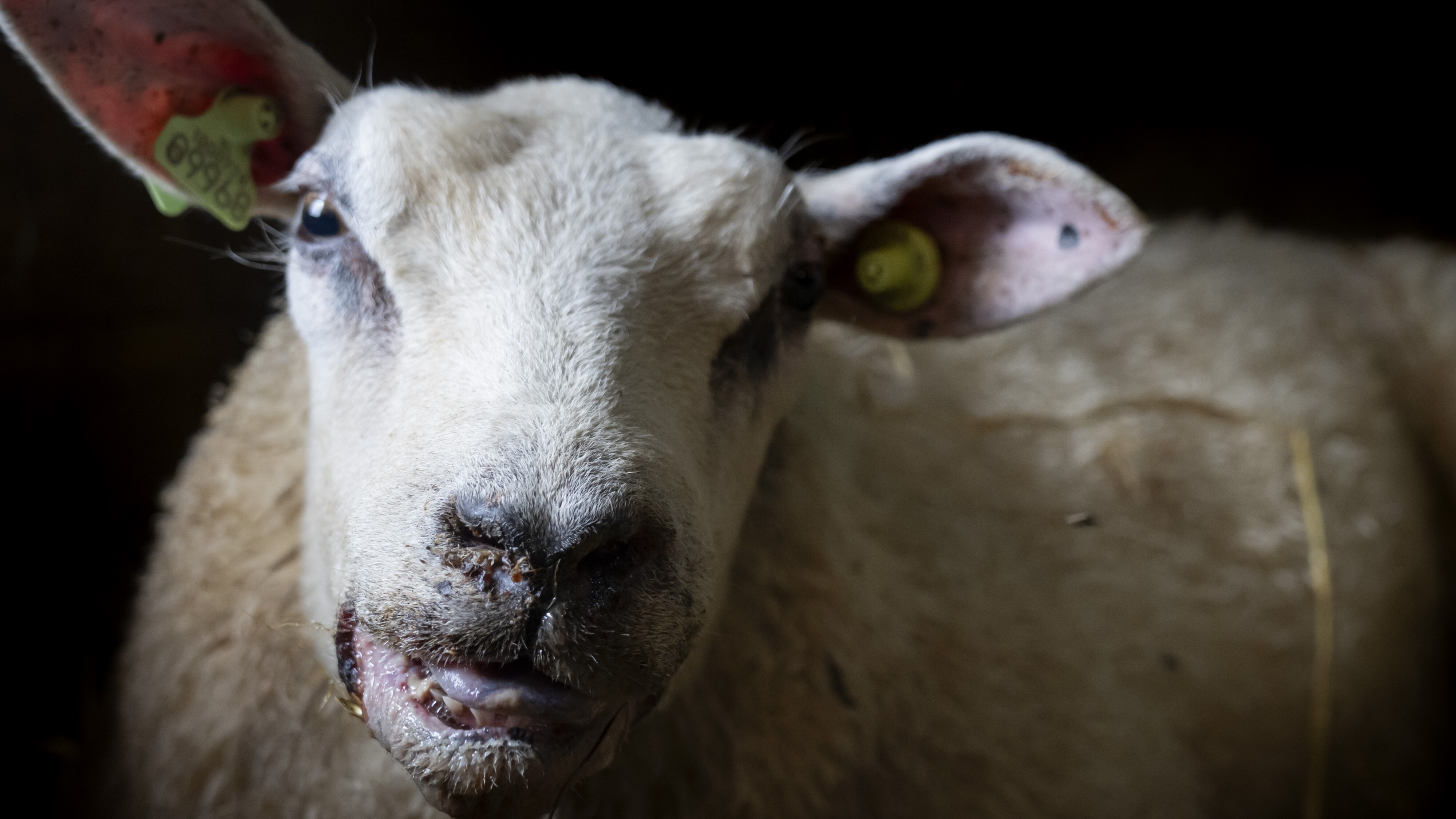 Devastating Bluetongue Outbreaks In Drenthe Farmers: Animal Keepers ...