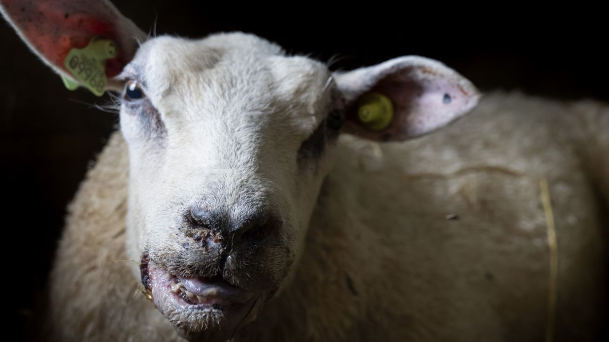 Devastating Bluetongue Outbreaks in Drenthe Farmers: Animal Keepers Face Heavy Toll